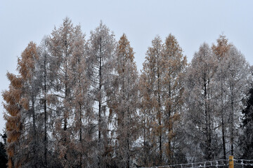 Fototapeta premium Trübes Herbstwetter und Raureif auf den Bäumen