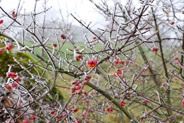 Bright unique pink flowers with fruits of Euonymus europaeus
