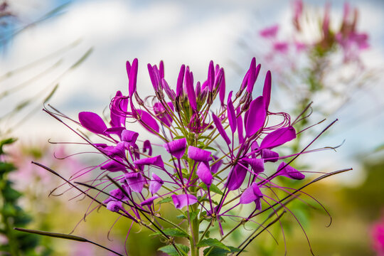 Flower From Chiang Rai North Thailand Asia