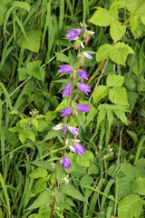Blüten der Acker-Glockenblume, Ackerglockenblume, Glockenblume, Campanula rapunculoides