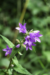 Blüten der Acker-Glockenblume, Ackerglockenblume, Glockenblume, Campanula rapunculoides