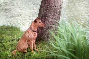 Red hunting dog hunts near the lake.