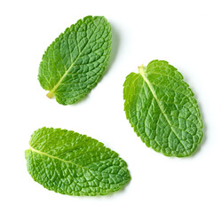 fresh green mint leaves