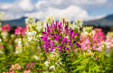 flower from Chiang Rai North Thailand Asia
