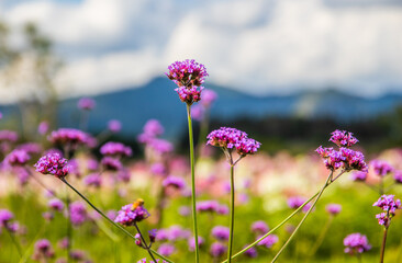 flower from Chiang Rai North Thailand Asia