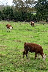 cows grazing in the garden