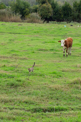 cows grazing in the garden