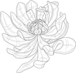 Realistic peony flower sketch template. Cartoon chinese rose vector illustration in black and white for games, background, pattern, decor. Print for fabrics. Coloring paper, page, story book