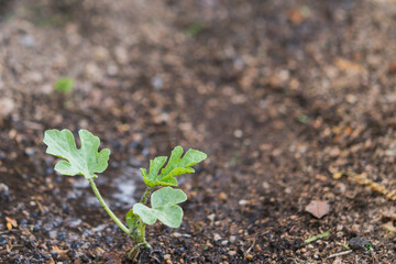 watermelon plant in natural land