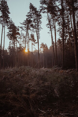 morning in the forest