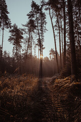 morning in the forest