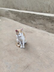 cat and dog on street