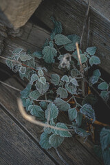 Frost im Garten