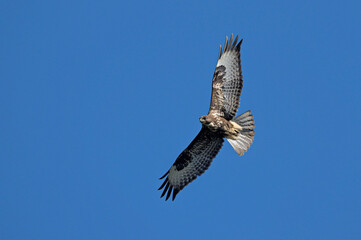 Eurasian Buzzard (Buteo buteo), Greece