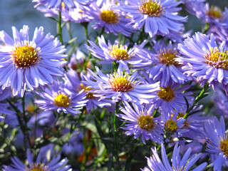 Obraz premium blue fluffy autumn daisies before frost in the garden