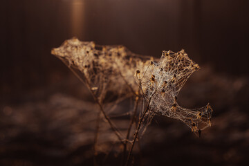 spider on a leaf