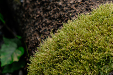 moss on a tree