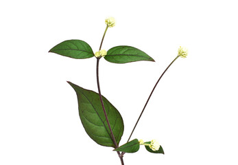 plant isolated on white background