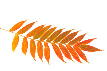 Red, green and yellow leaves of smoouth sumac isolated on white background. Autmn concept. Space for text
