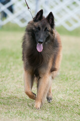 Belgian Tervuren dog on grass