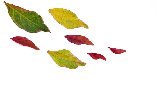 Colorful leaves graptophyllum pictum isolatrd on white