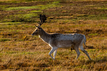 Fallow Deer Stag