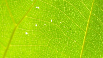 close up of leaf with tiny holes in it
