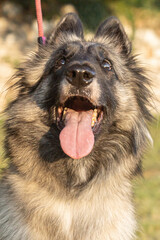 Young female long-haired fawn Tervuren Belgian Shepherd dog seen outdoors on a summer day in northern Italy