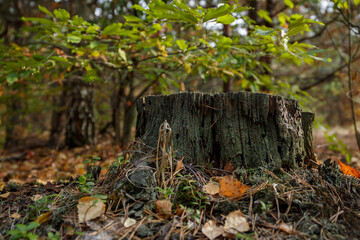 Forest old stump, a stump that was left after a tree was cut in the forest.