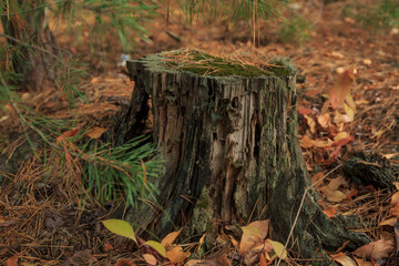 Fototapeta na wymiar Forest old stump, a stump that was left after a tree was cut in the forest.