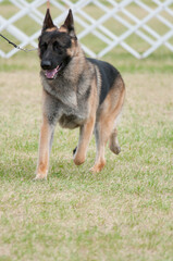 Alert German Shepherd Walking