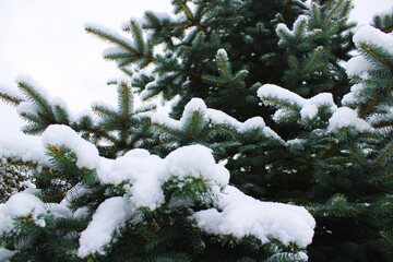Snow on twigs of blue spruce