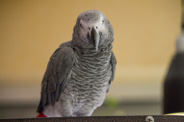 Grey parrot sitting on his cage