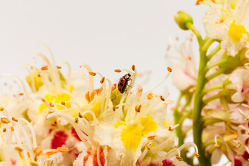 Fototapeta na wymiar ladybug on Horse-chestnut (Aesculus hippocastanum, Conker tree). flowers and leaf on white background