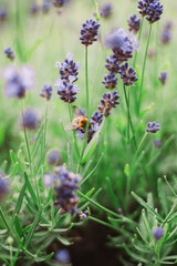 Wild, grün und lebendig. Hummel - mein Gast im Garten