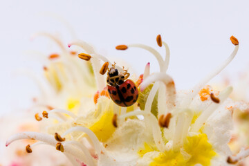 ladybug on Horse-chestnut (Aesculus hippocastanum, Conker tree). flowers and leaf on  white background