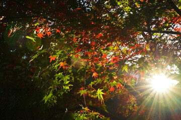 Obraz na płótnie Canvas Red and yellow autumn maple leaves with sunshine are at Shakujii koen park in Tokyo, Japan. In Autumn.