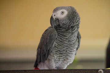 Grey parrot sitting on his cage