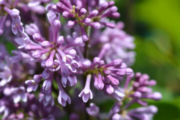 Lilac Minuet
