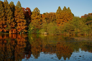 Autumn trees and a pond in Shakujii koen park in Tokyo, Japan. In autumn.