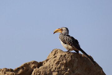 Südlicher Gelbschnabeltoko / Southern yellow-billed hornbill / Tockus leucomelas
