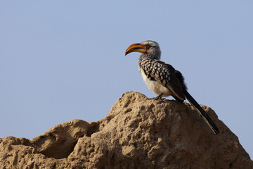 Südlicher Gelbschnabeltoko / Southern yellow-billed hornbill / Tockus leucomelas
