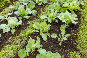 Cabbage heads grow in the garden bed. Brassica oleracea