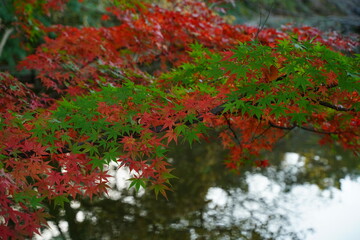 Fototapeta na wymiar Red and green maple leaves are over pond at Shakujii koen park in Tokyo, Japan. In autumn.