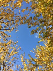 Autumn landscape yellow orange tree leaf 