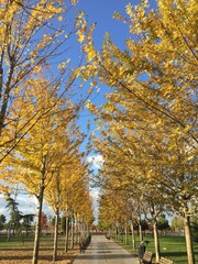 Naklejka premium Autumn landscape yellow orange tree leaf 