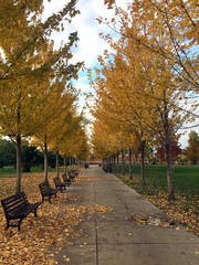 Autumn landscape yellow orange tree leaf 