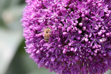 Close up view of a bee feeding on Purple Allium flower