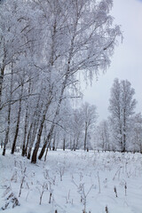 Snow-covered trees on a cloudy day. Birch Grove.