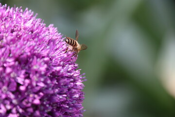 Close up view of a bee feeding on Purple Allium flower